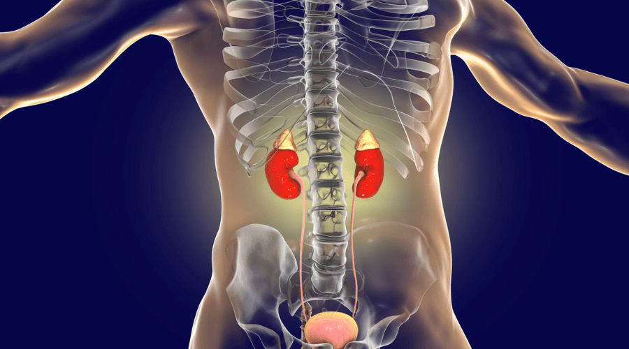 Finding the Right Kidney Doctor: Your Guide to Nearby Specialists